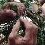 Le mani di un bonsaista, durante la fase di lavorazione della pianta (Foto dell'associazione "Bonsai e Dintorni")